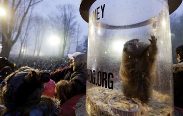 Punxsutawney Phil relaxes in his cage after he saw his shadow predicting six more weeks of winter during 128th annual Groundhog Day festivities on February 2, 2014 in Punxsutawney, Pennsylvania. (AFP)