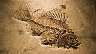 عمره 320 مليون عام.. اكتشاف دماغ سمكة الأقدم في العالم