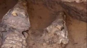 تماسيح ضخمة في ليبيا عمرها 3 آلاف سنة.. ما الحقيقة؟