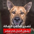 نائبة مصرية تطالب بتصدير الكلاب الضالة إلى الخارج وسط انتقادات حادة