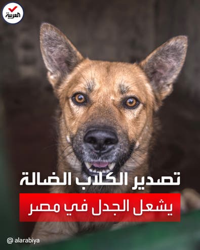 نائبة مصرية تطالب بتصدير الكلاب الضالة إلى الخارج وسط انتقادات حادة
