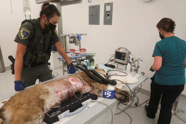 Kristy Emershy, a wildlife officer with the California Department of Fish and Wildlife, stands next to a young male mountain lion, which officials say was shot by police earlier in the day in Hollister, California, at the Oakland Zoo in Oakland, California, US, on August 26, 2022. (Reuters)