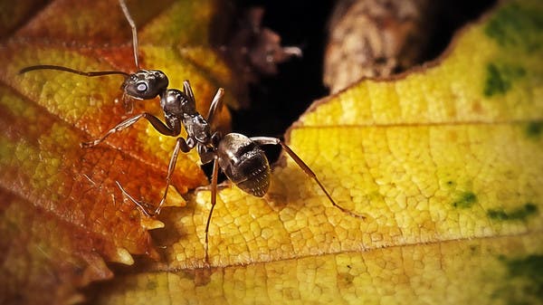 Incredible study.. An ant is able to detect cancerous tumors!