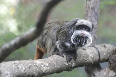 An emperor tamarins that lives at theDallas Zoo. Two monkeys were taken from the Dallas Zoo on Monday, Jan. 30, 2023, police said, the latest in a string of odd incidents at the attraction being investigated. The emperor tamarins in this photo is not one of the two monkeys involved in the incident. (Courtesy: Dallas Zoo)