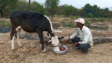 Anil Salunkhe, a farmer, feeds strawberries to his cow at Darewadi village in Satara district in the western state of Maharashtra, India. (File photo: Reuters)