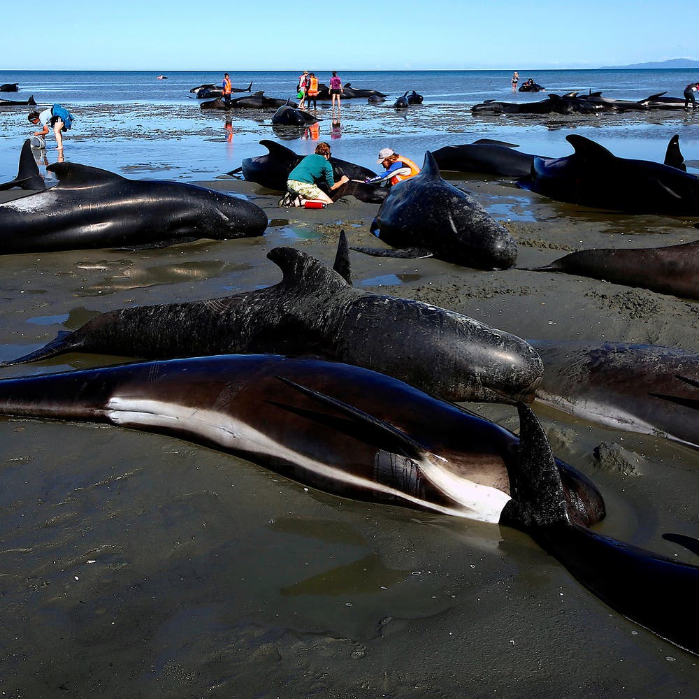 After 100+ Pilot Whales Get Stranded on Beach, Sri Lankans Mount Epic  Rescue – The Wire Science