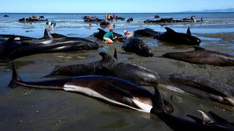 Eleven stranded pilot whales saved in Sri Lanka 