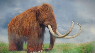 ماموت پشمالو منقرض‌شده در 4000 هزار سال پیش