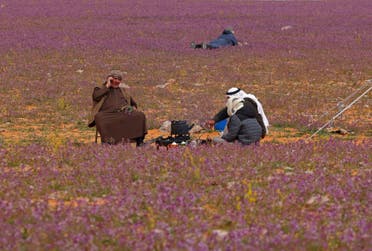 Two men prepare tea in a field covered with lavender-coloured blooms in Rafha town, near the border with Iraq, on February 13, 2023. (AFP)