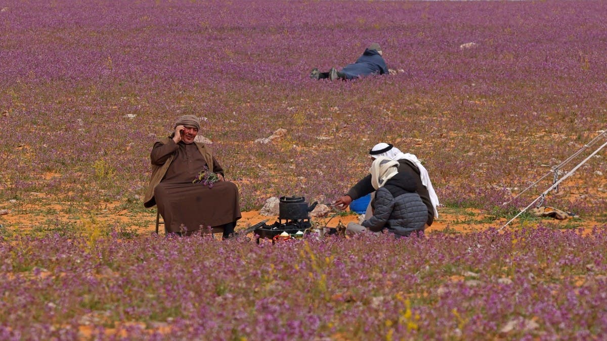 Pictures: Desert bloom carpets northern Saudi Arabia with purple 