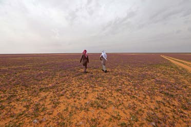 Men walk in a field covered with lavender-coloured blooms in Rafha town, near the border with Iraq, on February 13, 2023. (AFP)