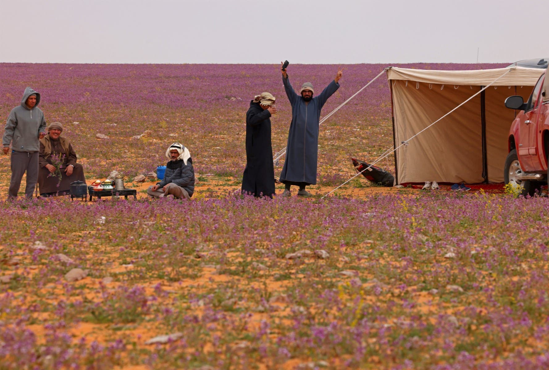 Pictures: Desert bloom carpets northern Saudi Arabia with purple 