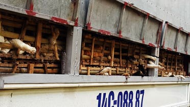 This picture taken on January 27, 2015 shows seized cages of live cats transported in a truck in Hanoi. (AFP)
