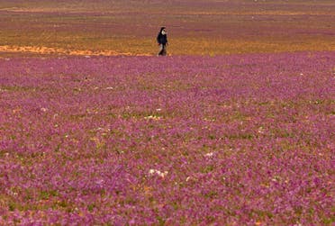A man walks in a field covered with lavender-coloured blooms in Rafha town, near the border with Iraq, on February 13, 2023. (AFP)