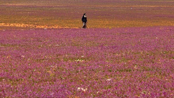 Watch a desert in purple in Saudi Arabia .. a scene that “restores the soul”