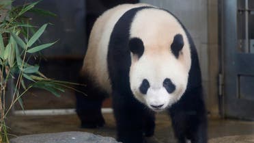 A female giant panda Xiannu, named Shin Shin in Japan, is seen through a window glass at Ueno Zoological Park in Tokyo. (File photo: Reuters)