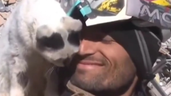 Wafa’s story.. This is how a cat thanked a worker who pulled it out from under the rubble!