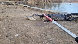 Alligator captured in New York park, possible ‘cold shocked’                       
