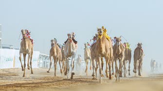 Saudi Arabia: First edition of AlUla Camel Cup offers $21 mln in prize money