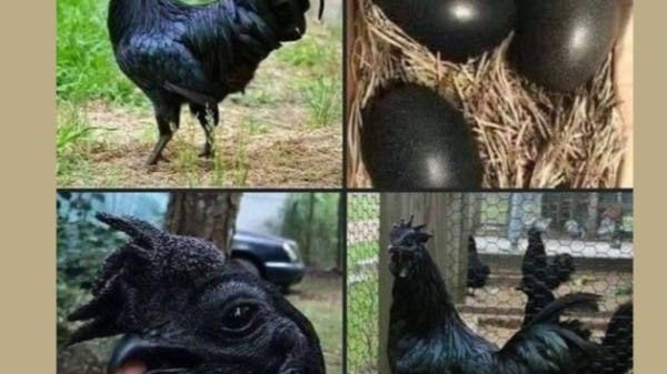 Pictures of black eggs and darker chickens shake the communication sites, and experts respond