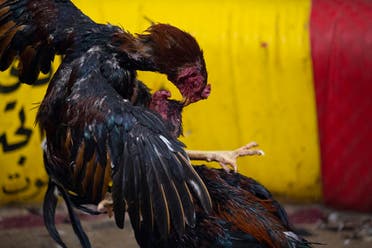 Roosters take part in a cockfight at a popular cafe in Iraq's southern city of Basra, on February 24, 2023. (AFP)
