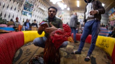 A man snaps pictures of a rooster before a cockfight at a popular cafe in Iraq's southern city of Basra, on February 24, 2023. (AFP)