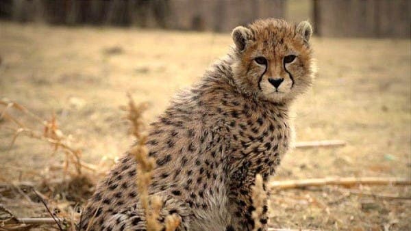 Iran’s Rare Cheetah Cub Dies Of Kidney Failure