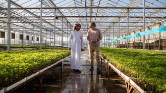 Saudi Arabia’s NEOM city enlists Dutch greenhouse company to grow crops in desert