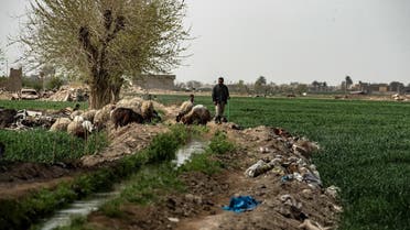 A sheep herder is pictured in fields on the outskirts of the village of Baghouz in Syria's northern Deir Ezzor province, on March 24, 2021. (AFP)