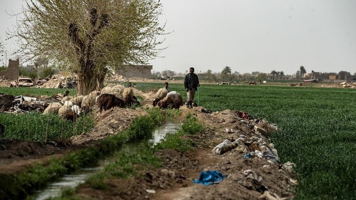 Eight truffle-hunters dead in Syria landmine blast: Monitor