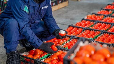 Authorities in Saudi Arabia foiled an attempt to smuggle over captagon pills. (SPA)