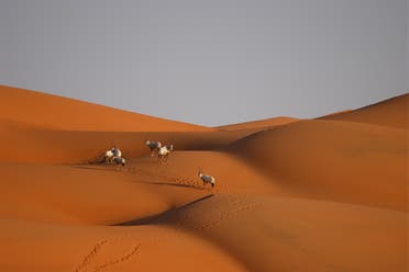 الحياة الفطرية في السعودية