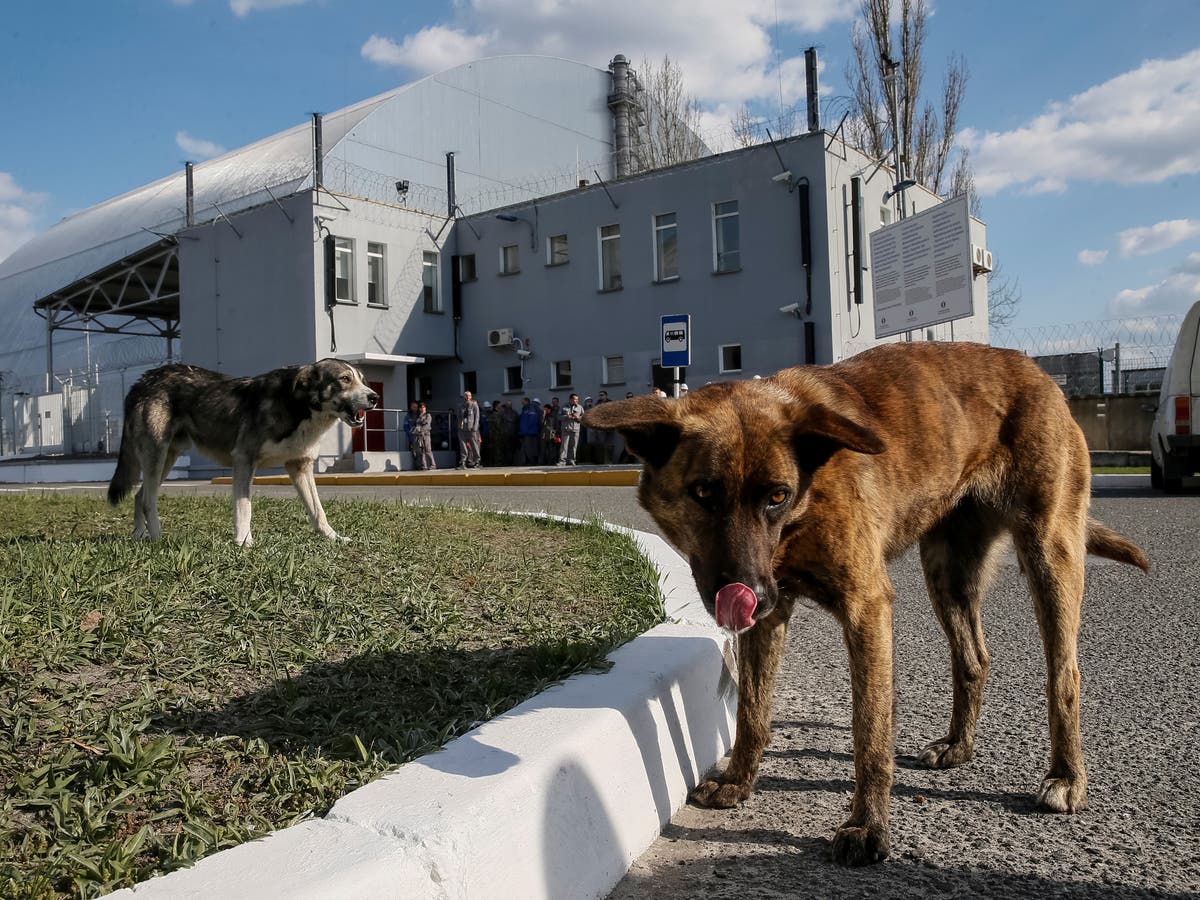 Scientists believe Chernobyl's stray dogs could teach world about radiation  exposure | Al Arabiya English