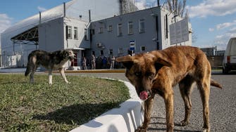 Scientists believe Chernobyl’s stray dogs could teach world about radiation exposure