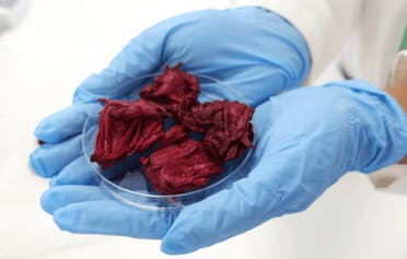 Freeze-dried roselle in a Petri dish. The plate is held by blue gloved hands.Image credit: RMIT University