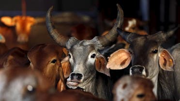 Rescued cattle are seen at a goushala, or cow shelter, run by Bharatiya Gou Rakshan Parishad, an arm of the Hindu nationalist group Vishwa Hindu Parishad (VHP), at Aangaon village in the western state of Maharashtra, in this February 20, 2015 file photo. (File photo: Reuters)