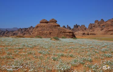 صور تخطف الأنظار.. الأقحوان تزين جبال "المسمى" السعودية 6 زهور الأقوحان تفتشر الارض ..