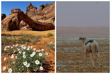 الأقوحان تفتسر الأرض
