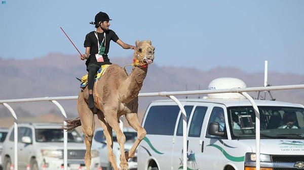 The Al-Ula Cup for Camels begins under the auspices of the Saudi Crown Prince