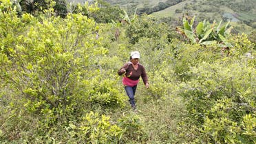 Teresa Escue, sister of Angel, walks in a coca plantation close to Toribio February 5, 2014. (Reuters)