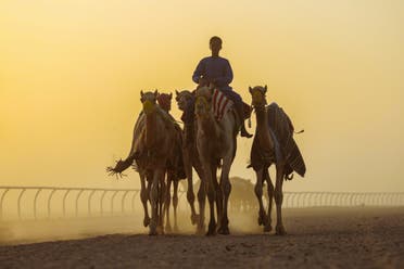 "كأس العلا للهجن" يقدم أعلى جوائز مالية بالعالم 7 كأس العلا للهجن