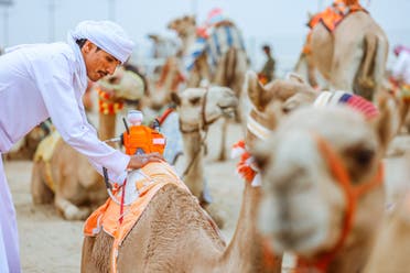 "كأس العلا للهجن" يقدم أعلى جوائز مالية بالعالم 5 استعدادات لسباق الهجن