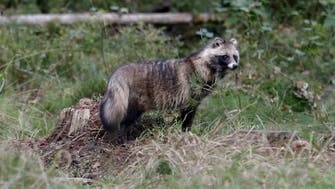 New data links COVID-19 origins to raccoon dogs in China market
