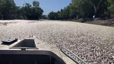This image grab from a video taken on March 17, 2023 courtesy of Graeme McCrabb shows dead fish clogging a river near the town of Menindee in New South Wales. (Handout/Courtesy of Graeme McCrabb/AFP)