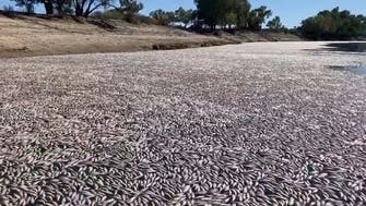 حیران کن منظر: لاکھوں مردہ مچھلیوں سے دریا بند