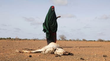 Internally displaced Somali woman Habiba Bile stands near the carcass of her dead livestock following severe droughts near Dollow, Gedo Region, Somalia May 26, 2022. Picture taken May 26, 2022. (Reuters)
