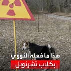 دراسة علمية مثيرة تكشف ما حلّ بكلاب مفاعل تشرنوبل النووي   
