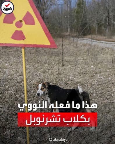 دراسة علمية مثيرة تكشف ما حلّ بكلاب مفاعل تشرنوبل النووي   