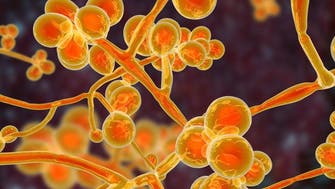 Everything we know about the deadly Candida auris fungus raising alarm
