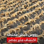 كشف أثري مثير في صعيد مصر.. رؤوس 2000 من الكباش المحنطة
